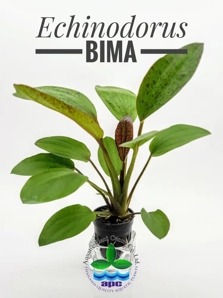 Echinodorus Bima.jpg
