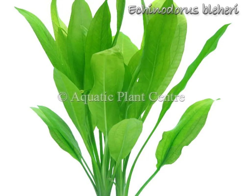 Echinodorus bleheri.jpg