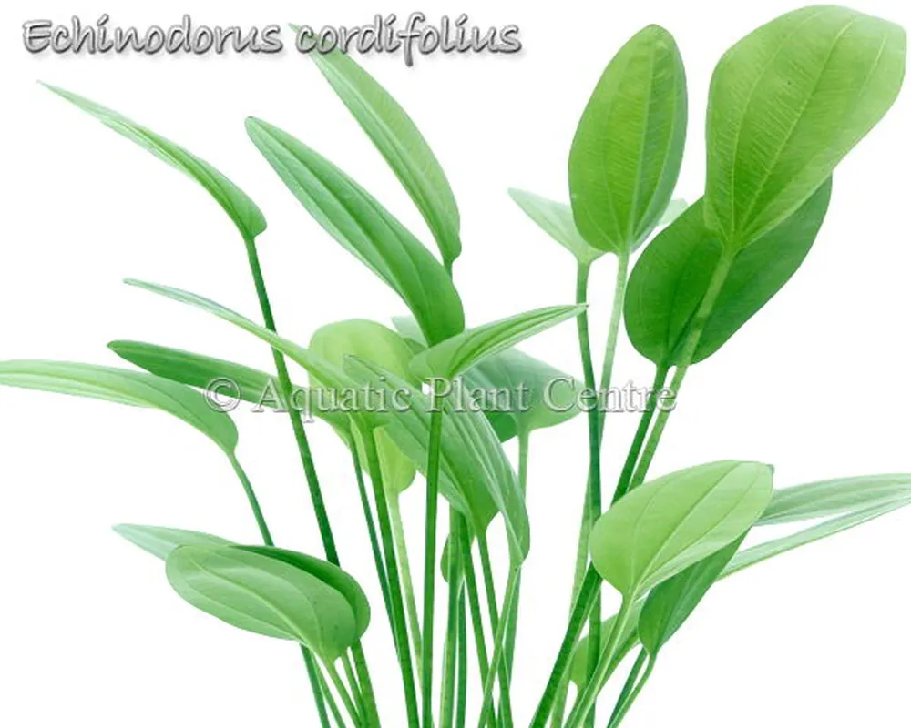 Echinodorus cordifolius.jpg