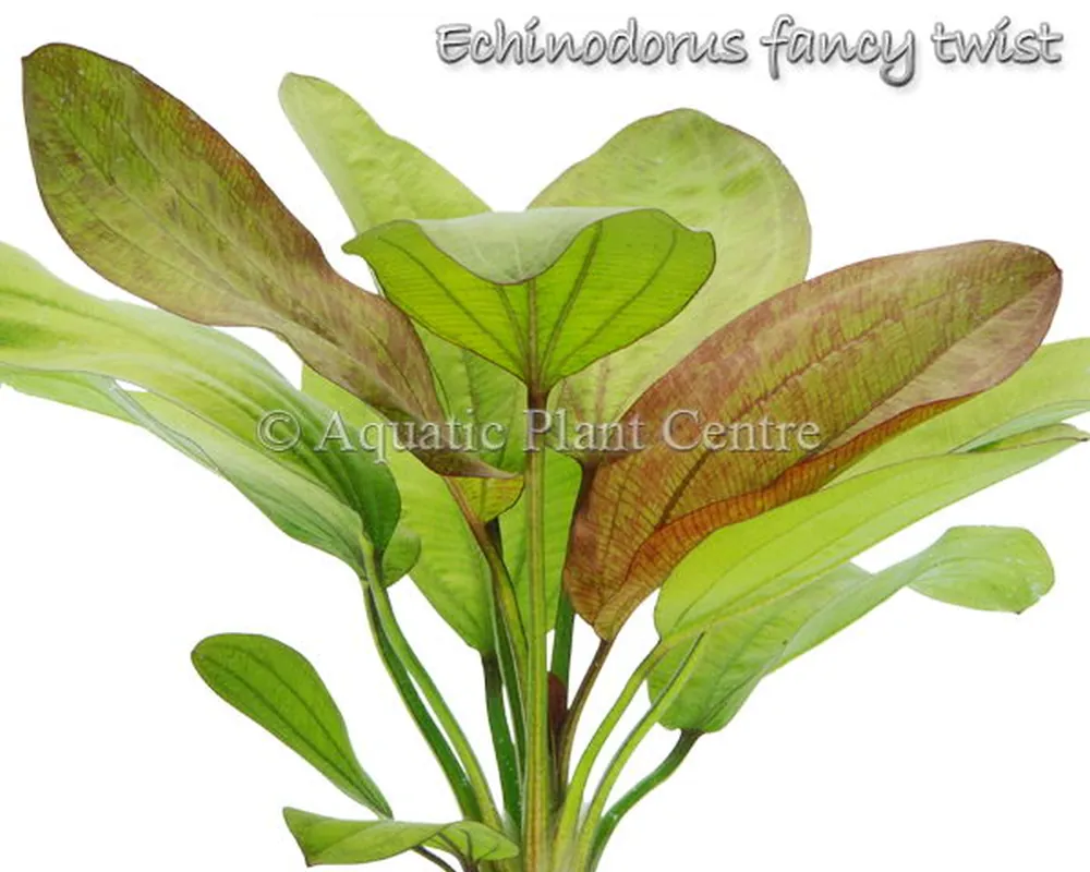 Echinodorus Fancy Twist.jpg