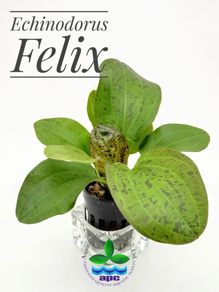 Echinodorus Felix.jpg