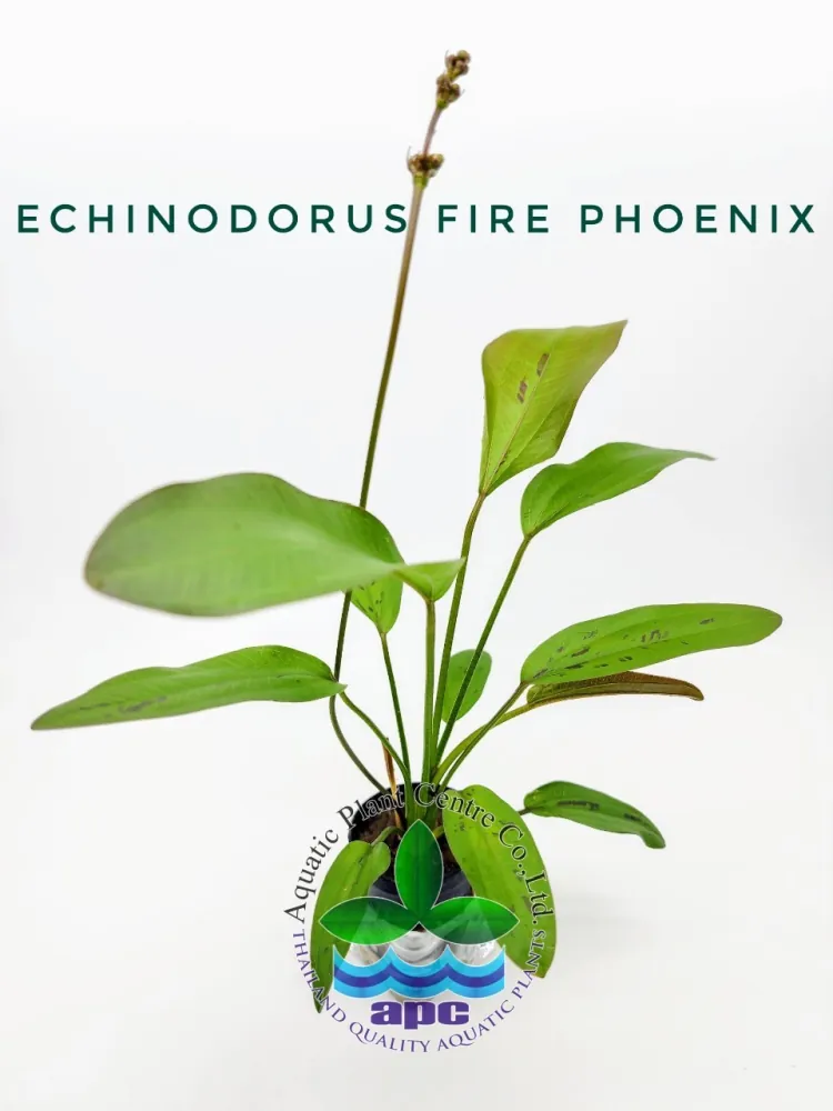 Echinodorus Fire Phoenix.jpg