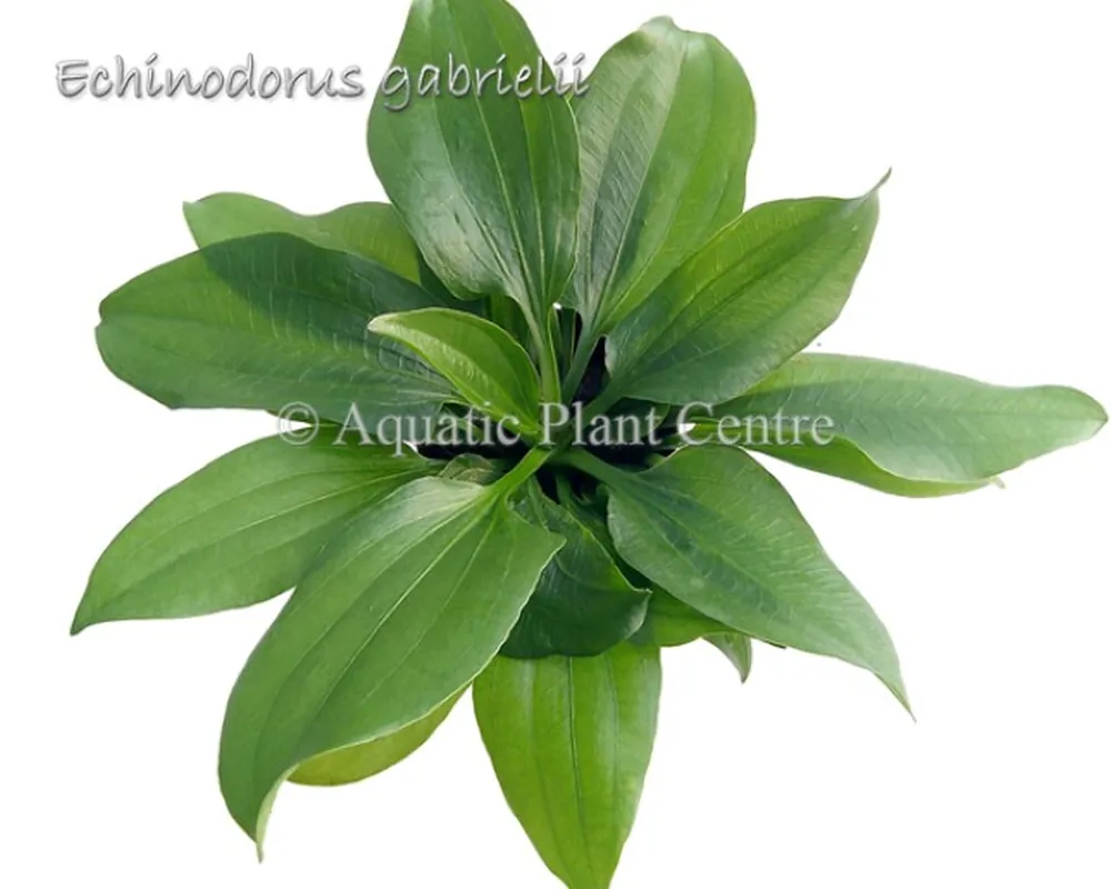 Echinodorus gabrielii.jpg
