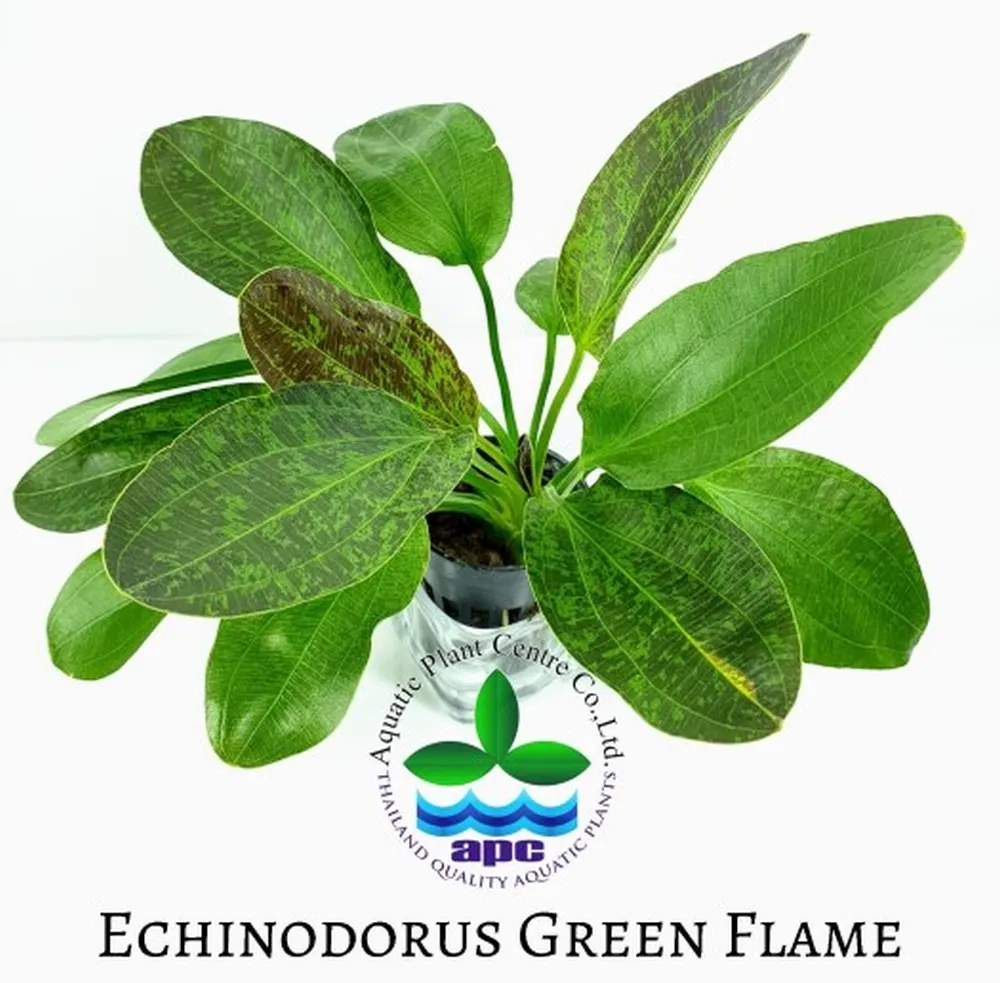 Echinodorus Green Flame.jpg