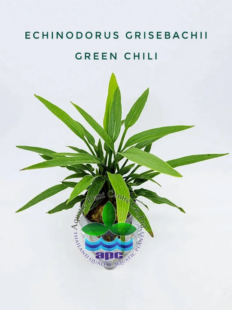 Echinodorus Grisebachii Green Chili.jpg_1