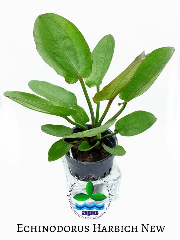 Echinodorus Harbich New.jpg