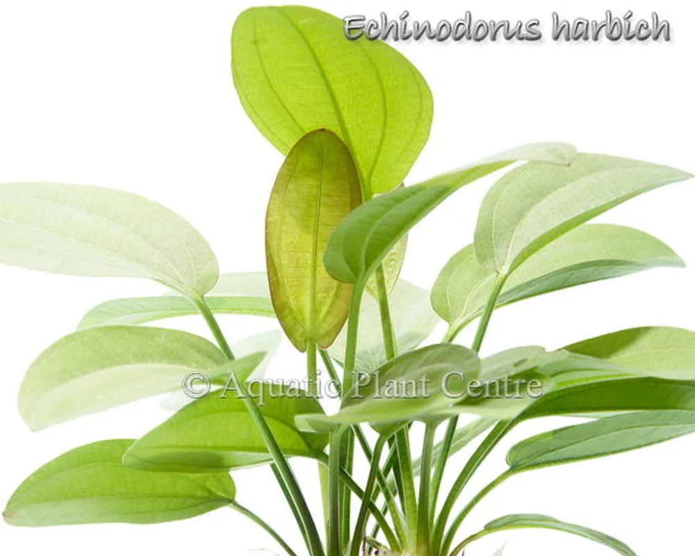 Echinodorus harbich.jpg