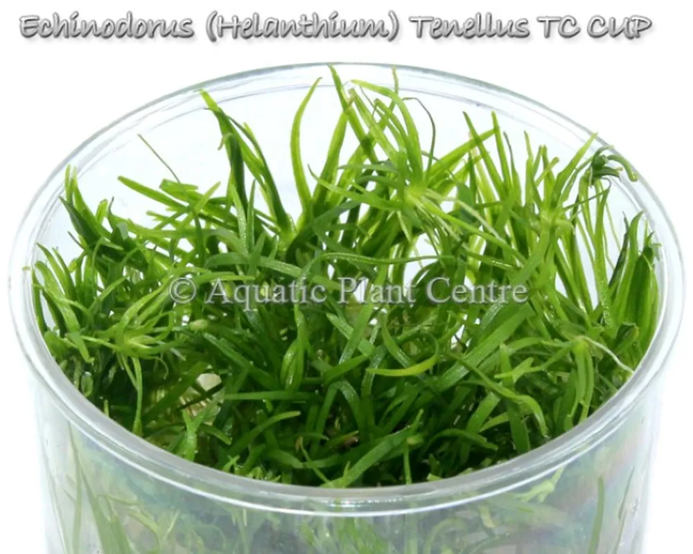 Echinodorus (Helanthium) Tenellus TC CUP.jpg