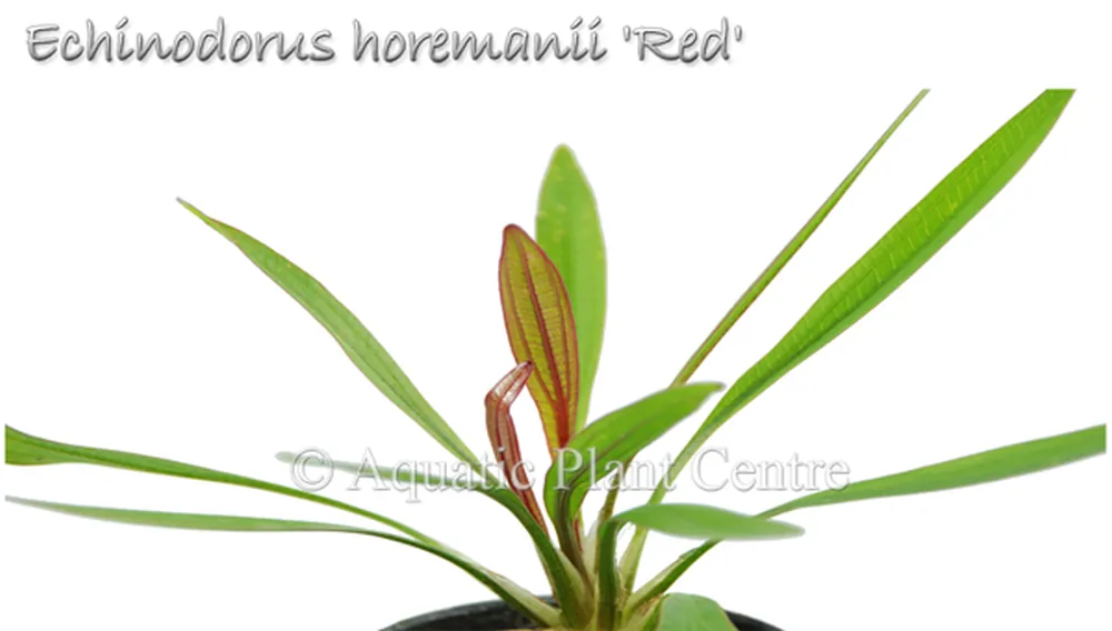 Echinodorus horemanii Red.jpg