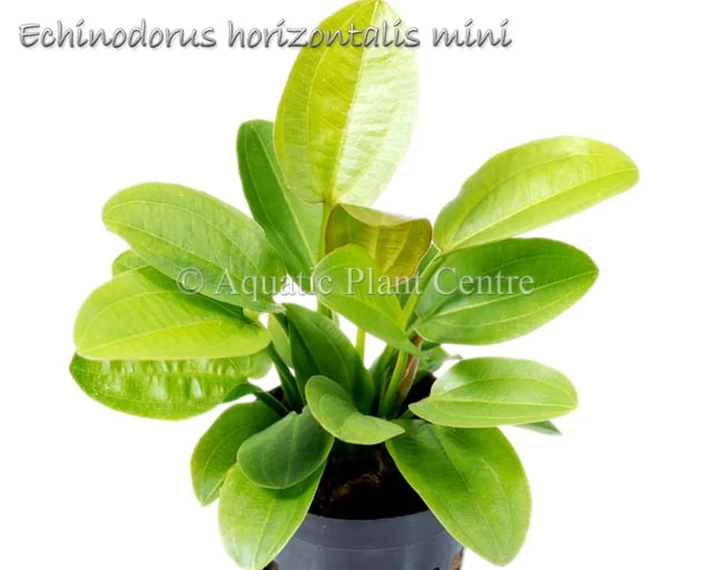 Echinodorus horizontalis mini.jpg