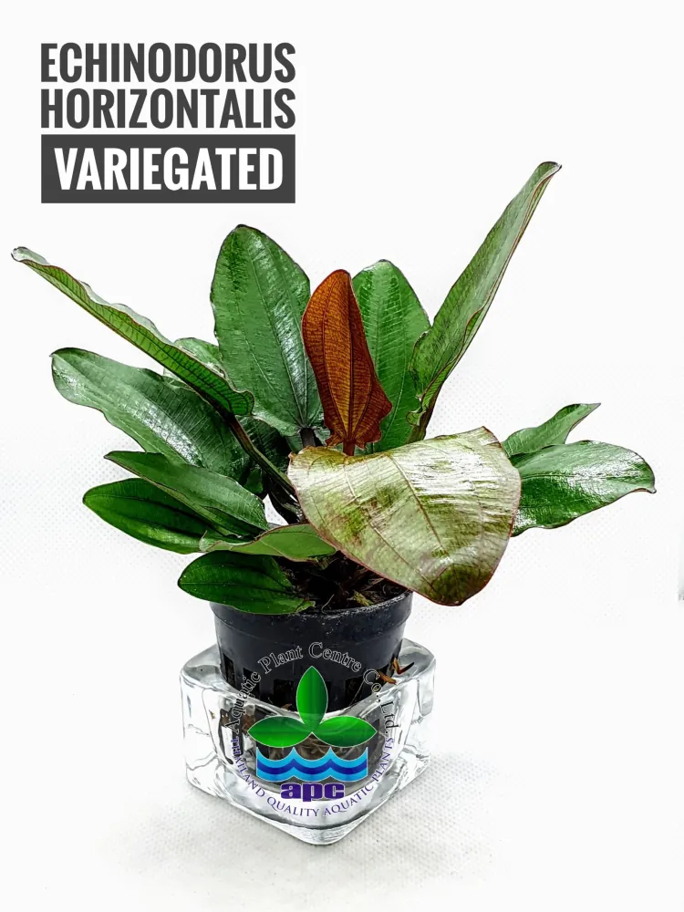 Echinodorus Horizontalis Variegated.jpg