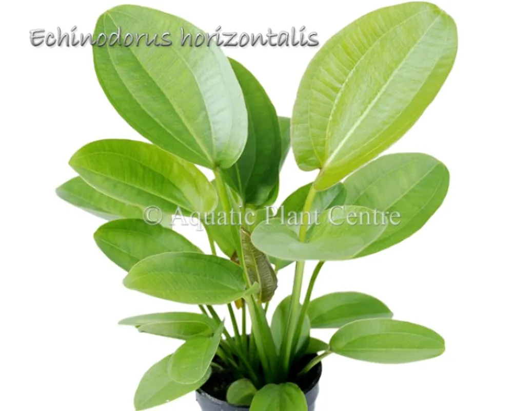 Echinodorus horizontalis.jpg