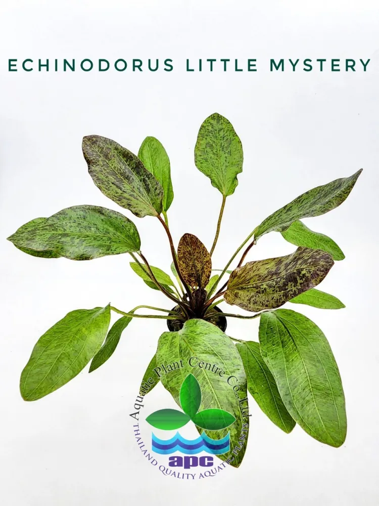 Echinodorus Little Mystery.jpg