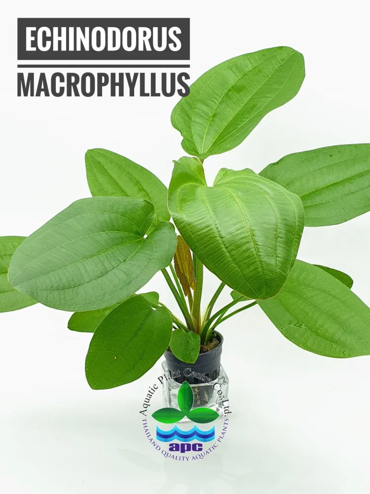 Echinodorus Macrophyllus.jpg