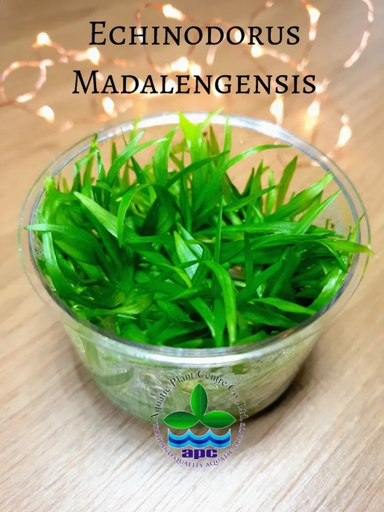 Echinodorus Madalengensis TC CUP (Custom).jpg_1