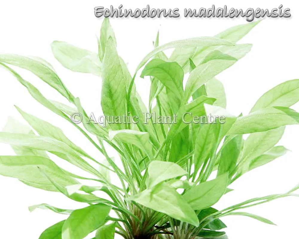 Echinodorus madalengensis.jpg