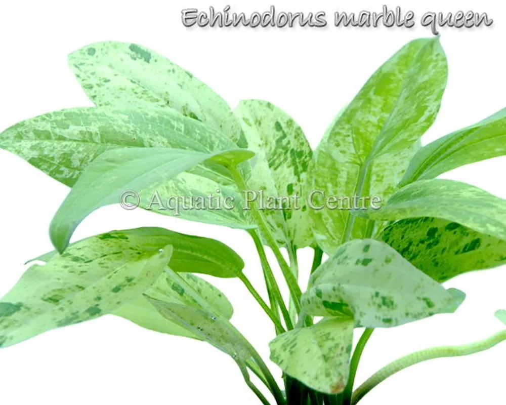 Echinodorus marble queen.jpg