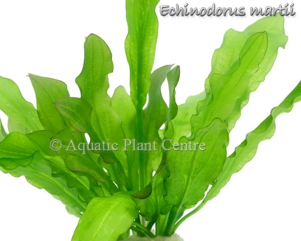 Echinodorus martii.jpg