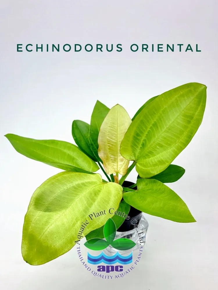 Echinodorus Oriental.jpg