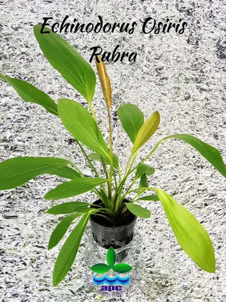 Echinodorus Osiris Rubra (Custom).jpg_1