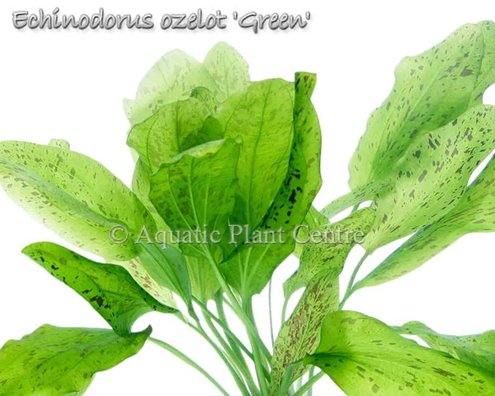Echinodorus ozelot Green.jpg
