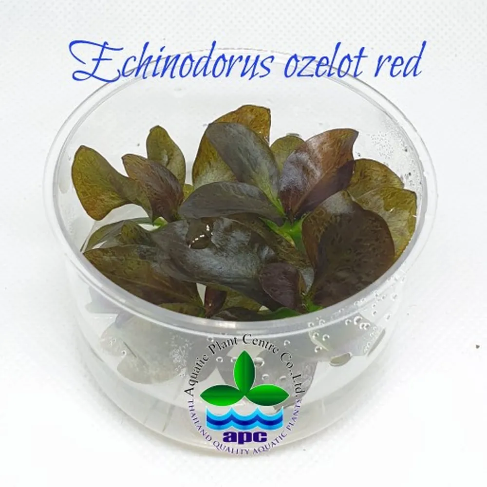 Echinodorus ozelot red TC CUP.jpg