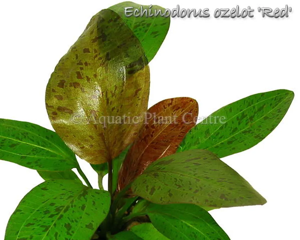 Echinodorus ozelot Red.jpg