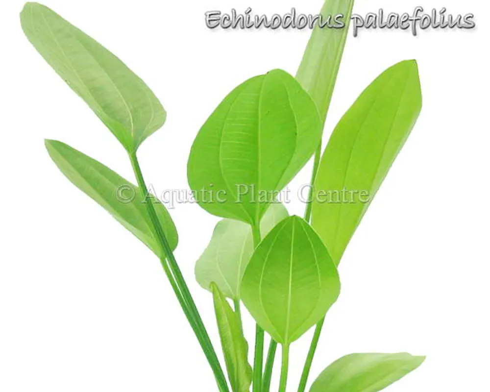 Echinodorus palaefolius.jpg
