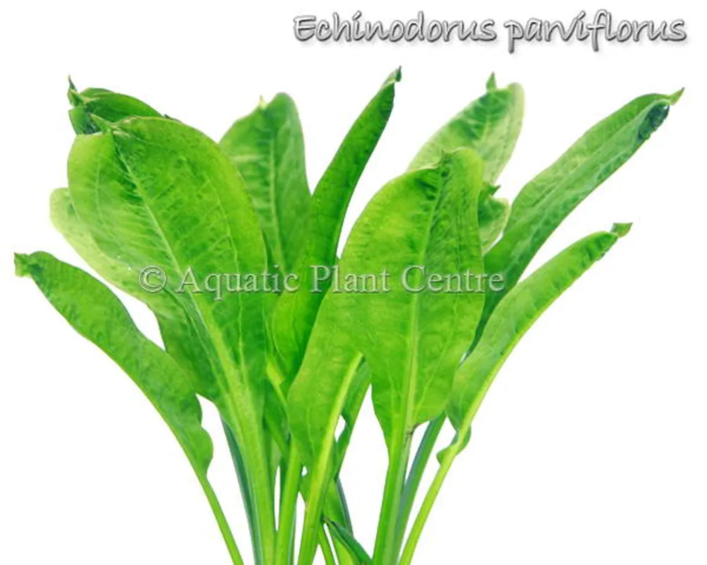 Echinodorus parviflorus.jpg