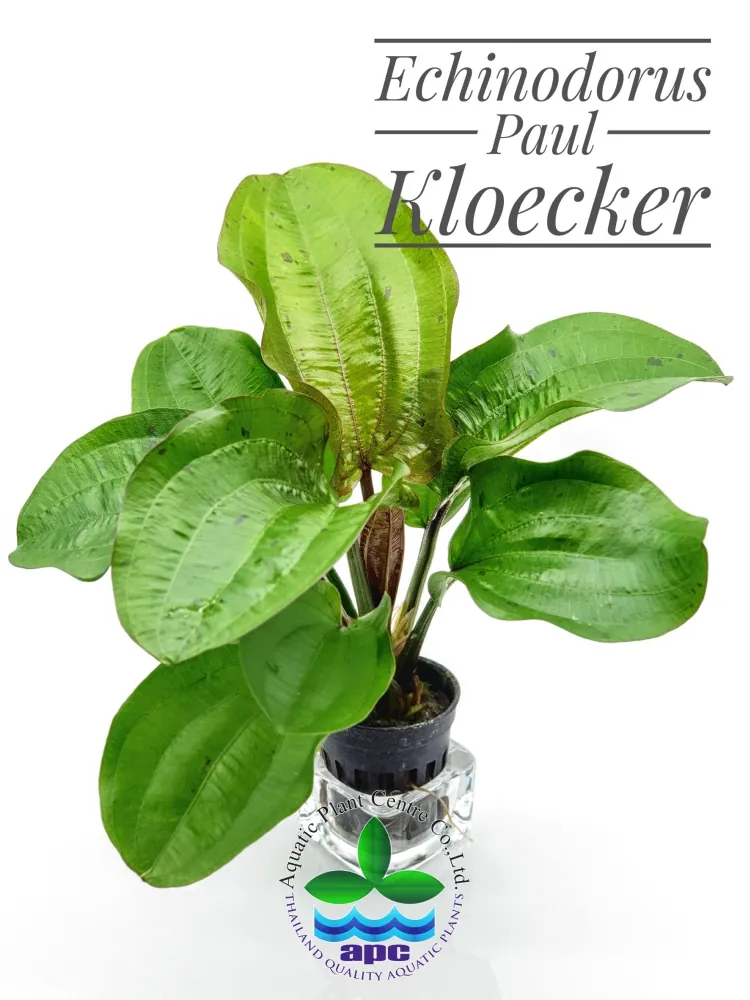Echinodorus Paul Kloecker.jpg