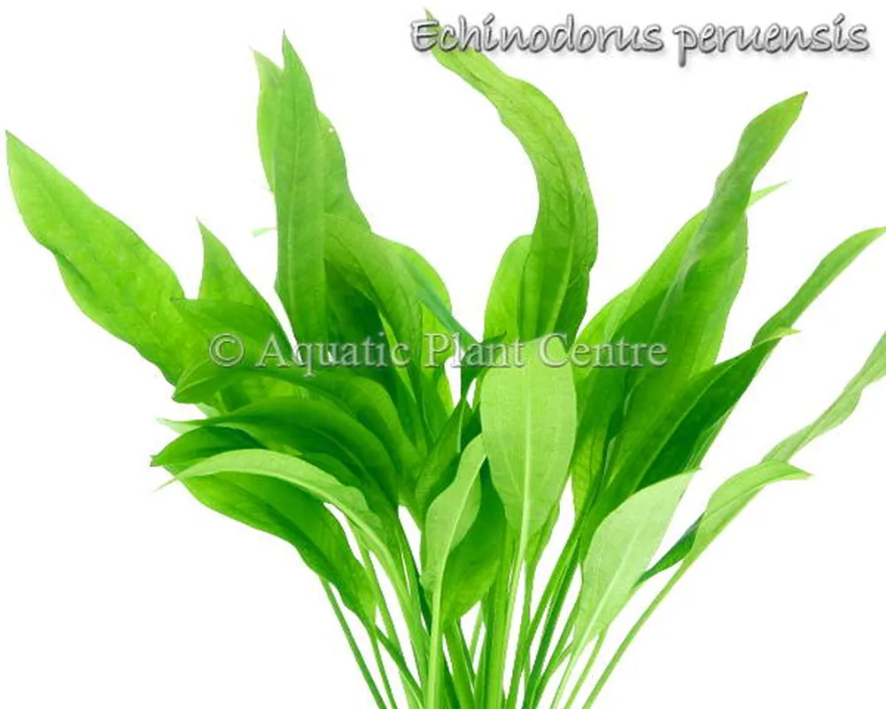 Echinodorus peruensis.jpg