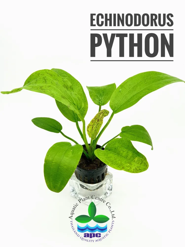 Echinodorus Python.jpg