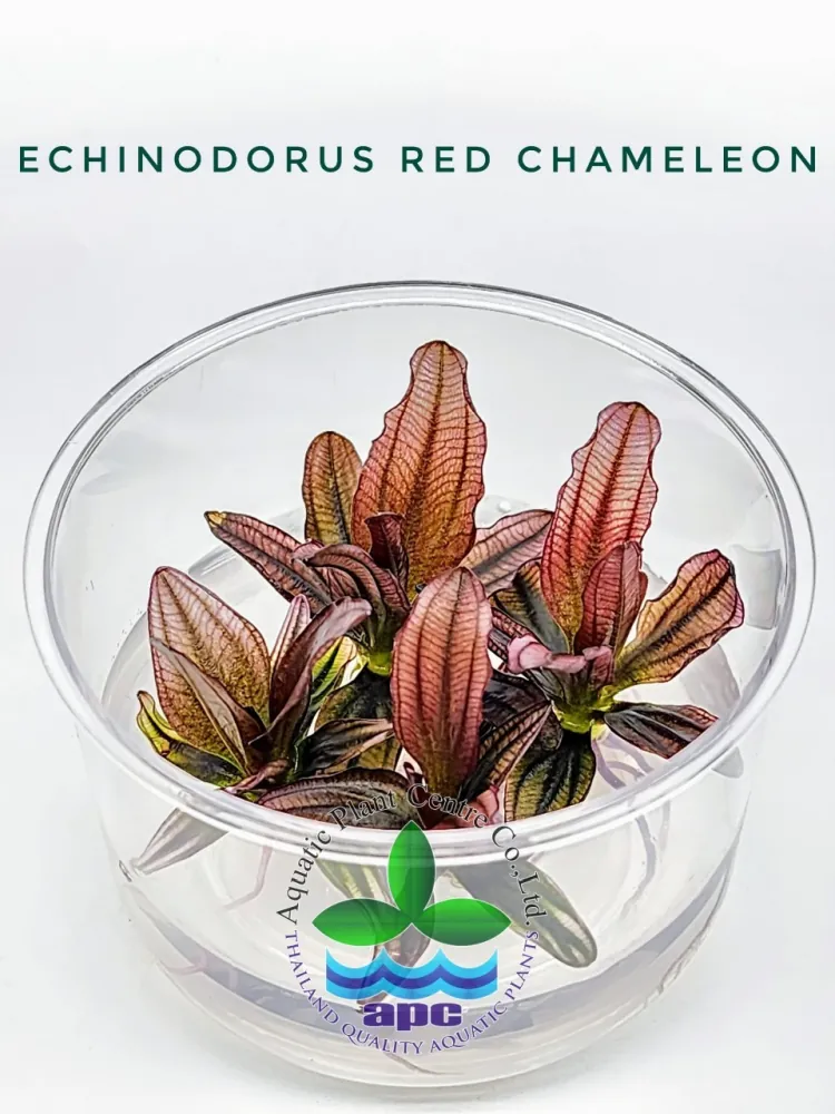 Echinodorus Red Chameleon TC CUP.jpg