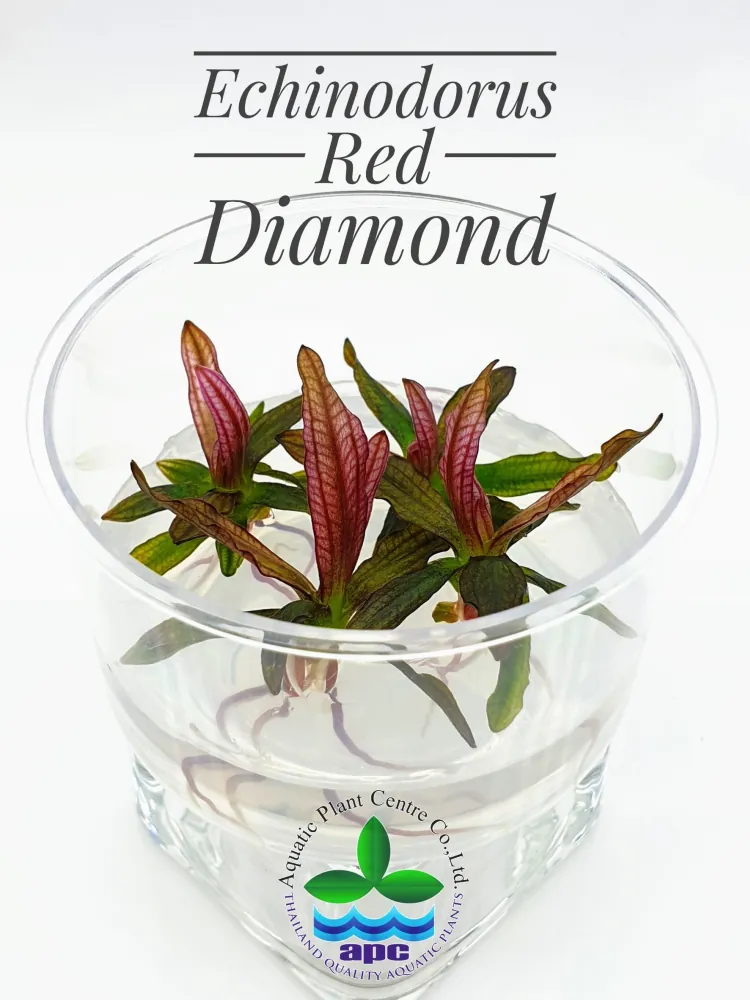 Echinodorus Red Diamond.jpg