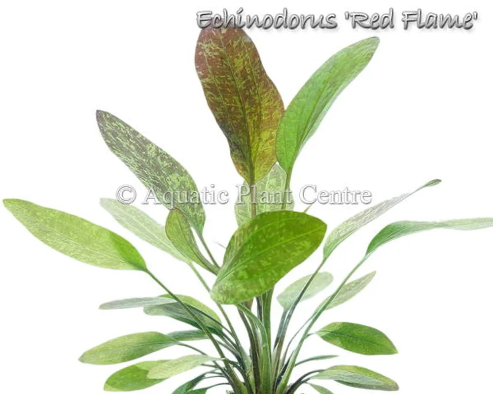 Echinodorus Red Flame.jpg