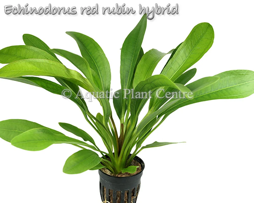 Echinodorus red rubin hybrid.jpg