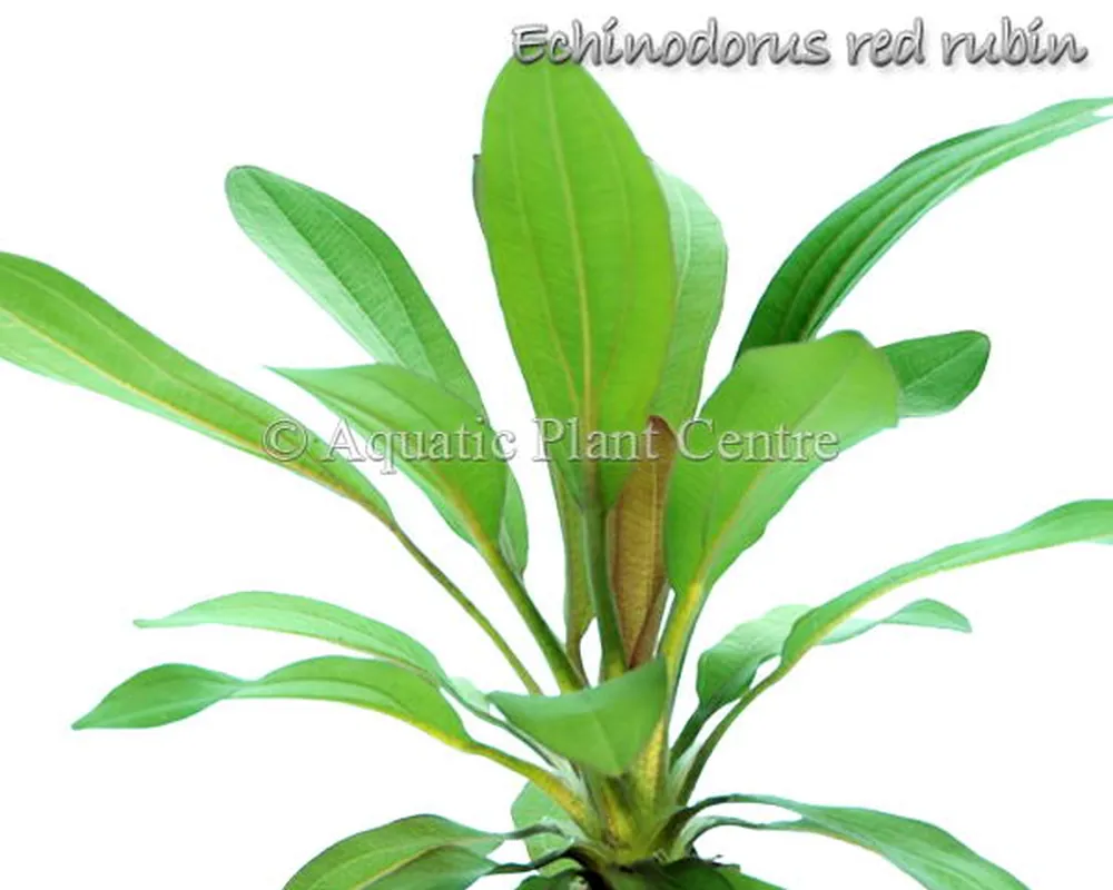 Echinodorus red rubin.jpg