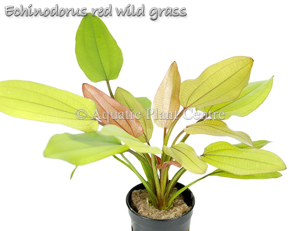 Echinodorus red wild grass.jpg