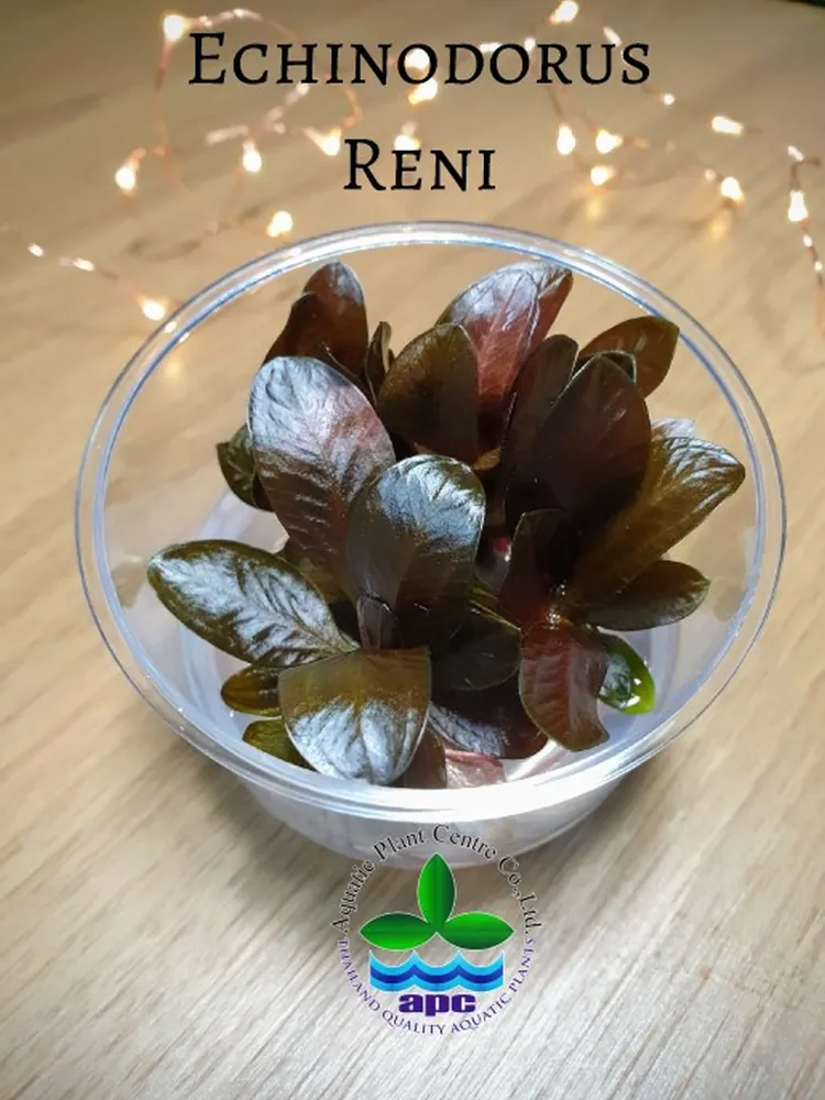 Echinodorus Reni TC CUP (Custom).jpg_1