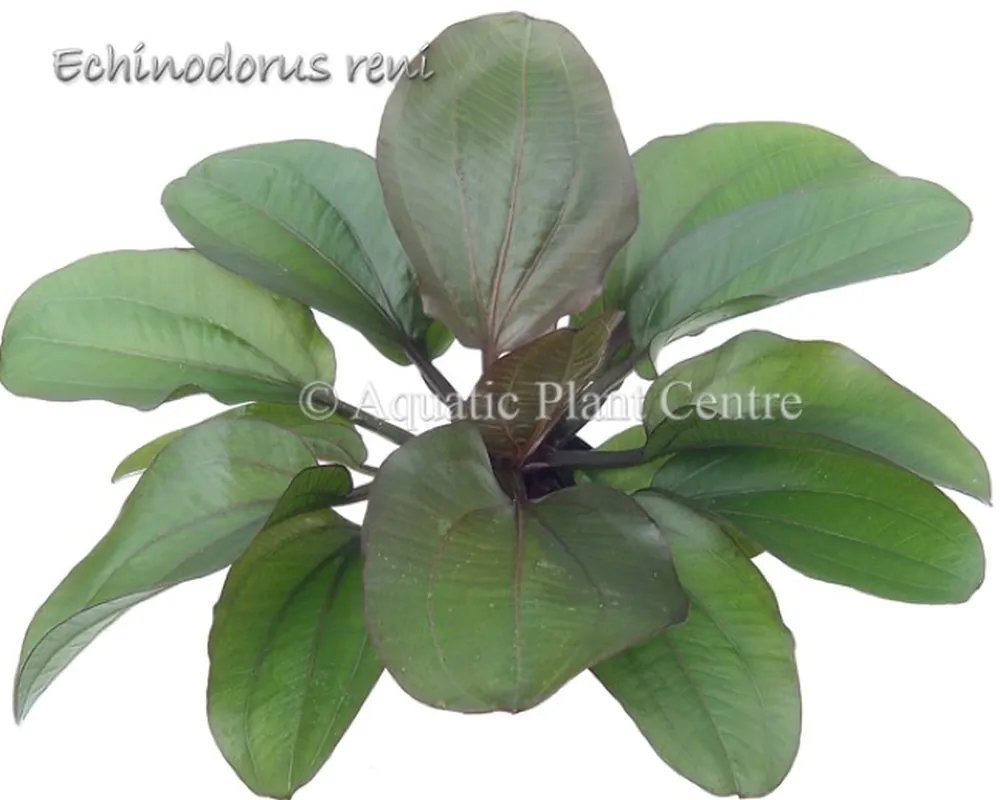 Echinodorus reni.jpg