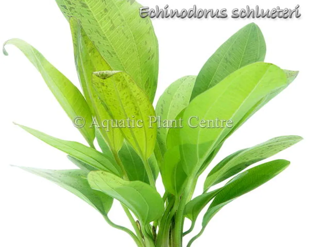 Echinodorus schlueteri.jpg