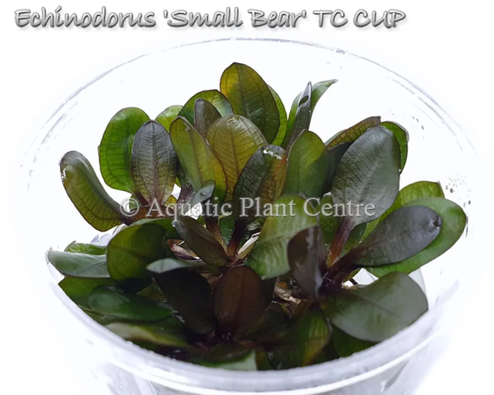 Echinodorus Small Bear TC CUP.jpg