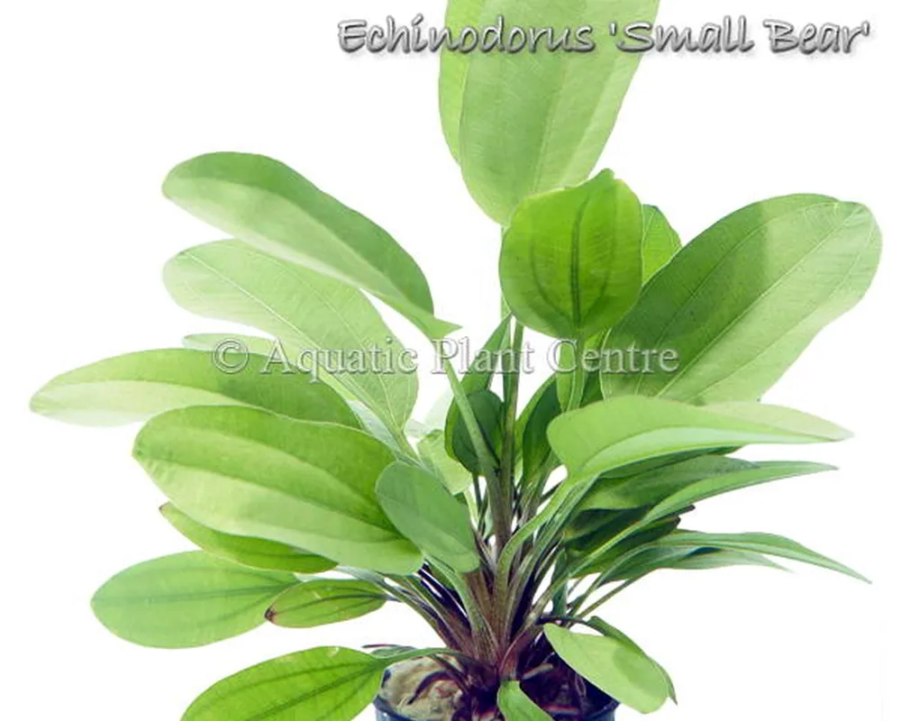 Echinodorus Small Bear.jpg