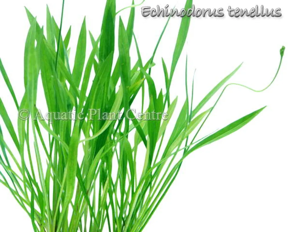 Echinodorus tenellus.jpg