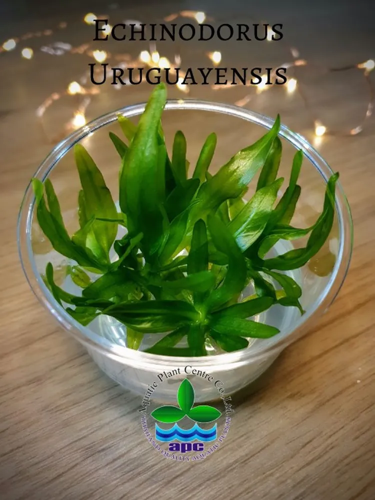 Echinodorus Uruguayensis TC CUP.jpg