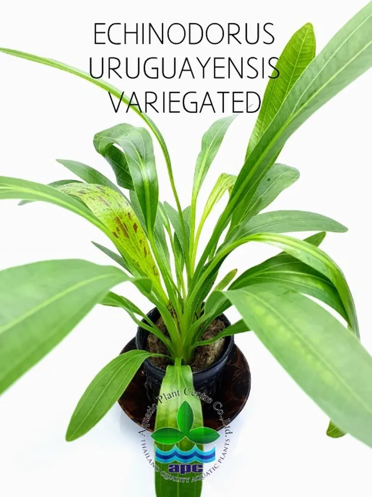 Echinodorus Uruguayensis Variegated4.jpg
