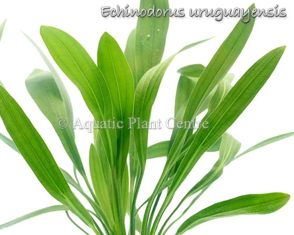 Echinodorus uruguayensis.jpg