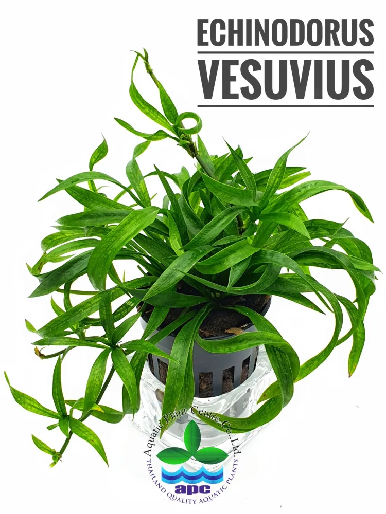 Echinodorus Vesuvius.jpg