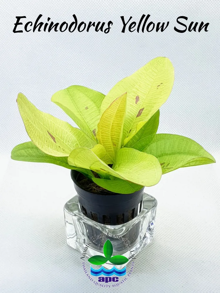 Echinodorus yellow sun.jpg