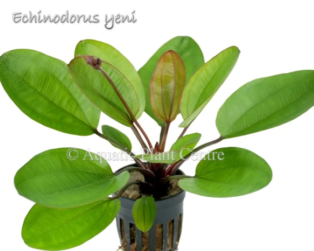 Echinodorus yeni.jpg